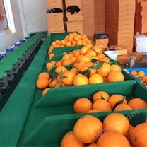 福建蘋果柚選果機(jī) 快速分級好幫手