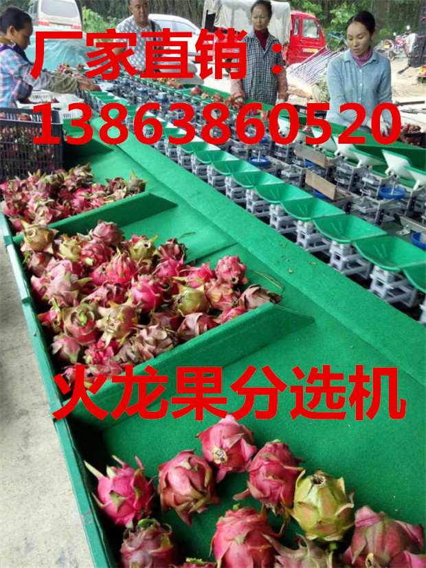 火龙果选果机